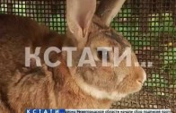 Убийственный набег неизвестного зверя уничтожил десятки кур и кроликов в частных подворьях