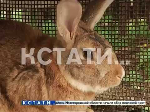 Логово кролика