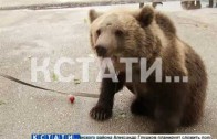 С живым медведем на прием к главе администрации пришли жители Сергача