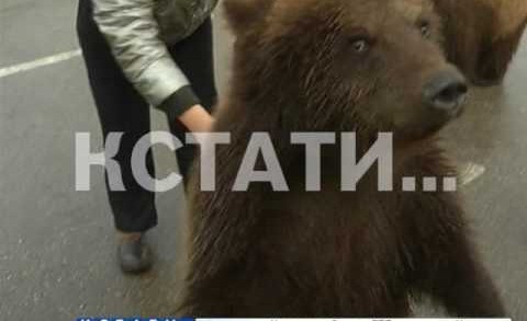 Медвежье пастбище в центре города — в Дзержинске начали выгуливать медведей