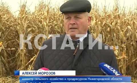 Рекордных надоев в Нижегородской области будут добиваться с помощью кукурузы