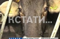 Нижегородская область стали лидером в ПФО по темпам роста производства мяса скота и птицы
