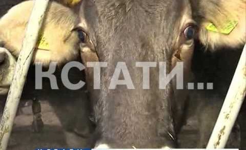 Нижегородская область стали лидером в ПФО по темпам роста производства мяса скота и птицы