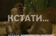 В конце уходящего года обезьяны нижегородские мартышки приподнесли сюрприз