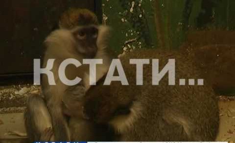 В конце уходящего года обезьяны нижегородские мартышки приподнесли сюрприз