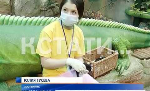Новогодний детский сад в нижегородском зоопарке