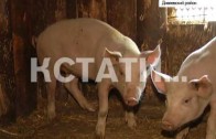 В этом году в Нижегородскую область пришла африканская чума свиней