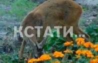 Борьбу с браконьерством и увеличение численности диких животных обсуждали на Нижегородской ярмарке