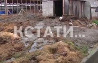 Коровья интоксикация в селе Сазоново, Сосновского района