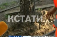 Деревовредительство в самом центре Нижнего Новгорода