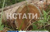 Неудачный распил — глава поселковой администрации арестован за вырубку памятника природы