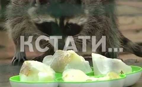 Нижегородский зоопарк сегодня превратился в кафе-мороженое