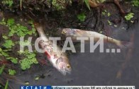 Замор в Кстовском районе — погибла не только рыба, но даже прибрежные птицы