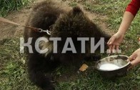 Хищное опекунство — жители Сергача взяли под опеку оголодавших живых медведей