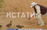 Дрессированные утки появились в Сормовском парке