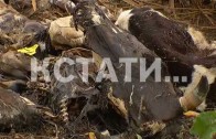 Ферма ужасов, где массово гибнут животные, появилась в Кстовском районе 1 152 просмотра