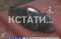 Массовая гибель птиц в Московском районе