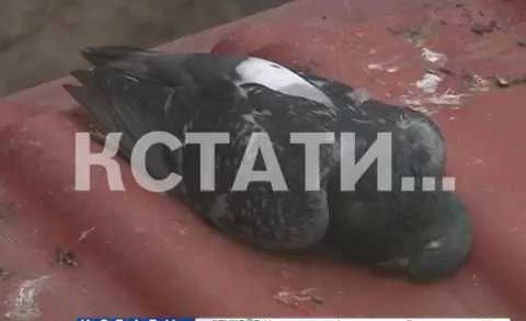 Массовая гибель птиц в Московском районе