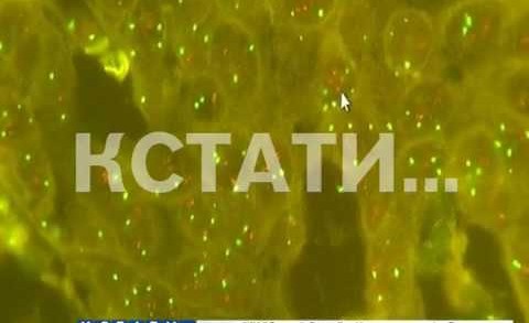 FISH-диагностика опухолей молочной железы появилась в Нижнем Новгороде