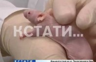 Голые мыши помогают нижегородским ученым искать лекарство от рака