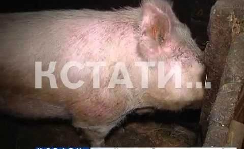 Из-за африканской чумы свиней уничтожат в фермерских хозяйствах Семеновского района