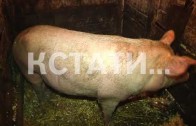 Нижегородские фермеры решили сами защитить свои хозяйства от Африканской чумы свиней