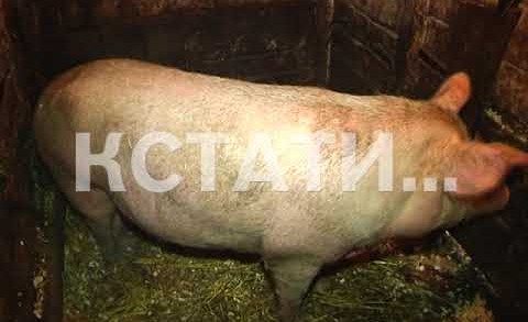 Нижегородские фермеры решили сами защитить свои хозяйства от Африканской чумы свиней