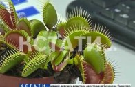 Нижегородские ученые научились разговаривать с растениями