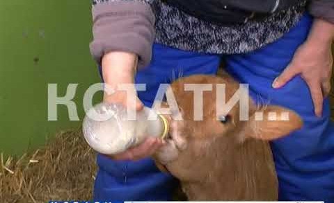 Сотрудники зоопарка стали кормящими матерями для коровы