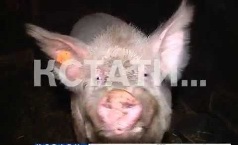 Убить на опережение — мелких фермеров и частников в Павловском районе убеждают усыпить своих свиней