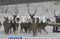 Перепись диких зверей началась в нижегородских лесах