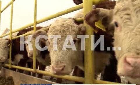Смесь английского с нижегородским — мраморную говядину начали производить в нижегородской области.