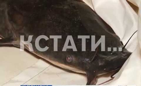 В 2,5 раза будет увеличено производство рыбы в Нижегородской области.