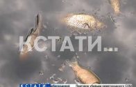 Массовый мор рыбы и черная вода — экологическое бедствие в Березовой пойме