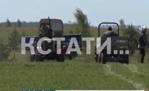 Нижегородские яблоки готовятся вытеснить с прилавков импортные