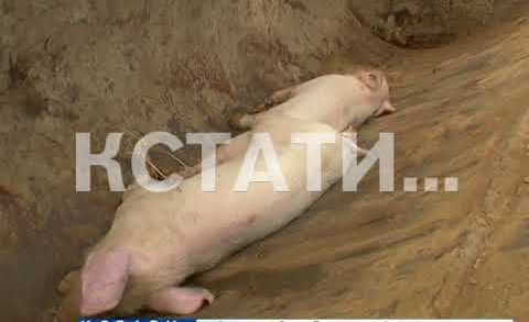 Из-за африканской чумы свиней ветврачам пришлось уничтожить все поголовье в Сосновском районе