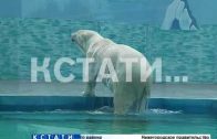Первый белый медведь появился в Нижегородском зоопарке