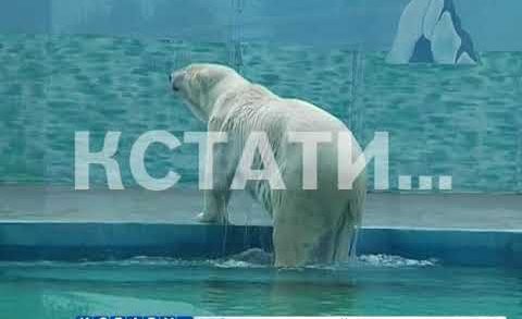 Первый белый медведь появился в Нижегородском зоопарке