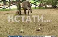 Травоядная гадалка — тапир из нижегородского зоопарка определила чемпиона мира по футболу
