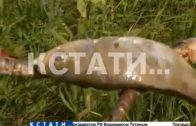 Массовый замор рыбы зафиксирован в Павловском районе