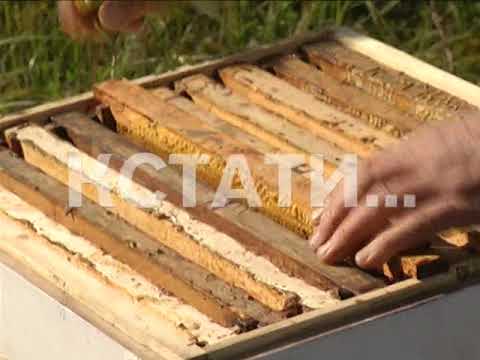 Пчеловод магазин белово. Роевны фото. Нижегородский нижегородского пчеловода. Пасека семьи артемьевых. Пчеловоды марий эл.