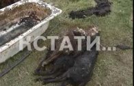 Кровавое побоище в Выксунском районе — на частном подворье насмерть загрызли 30 овец