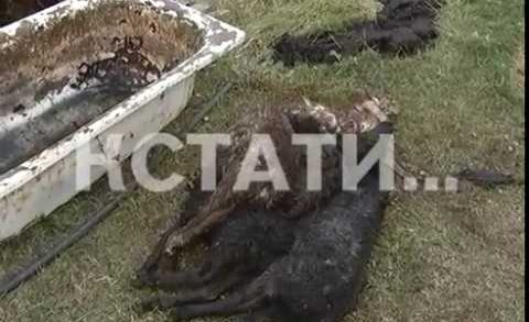 Кровавое побоище в Выксунском районе — на частном подворье насмерть загрызли 30 овец