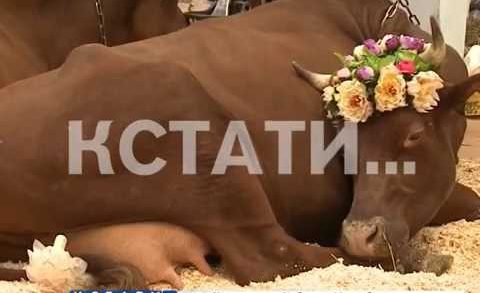 Нижегородские фермеры и сельхозпредприятия приняли участие в выставке «Золотая осень»