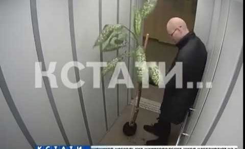 Незнакомец с диффенбахией украл цветок и стал кататься с ним в лифте