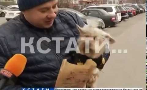 Собачье дело — тенденции гигиены домашних животных дошли до Нижнего Новгорода
