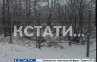 Забор, ставший биологическим оружием, украли жулики в Большемурашкинском районе