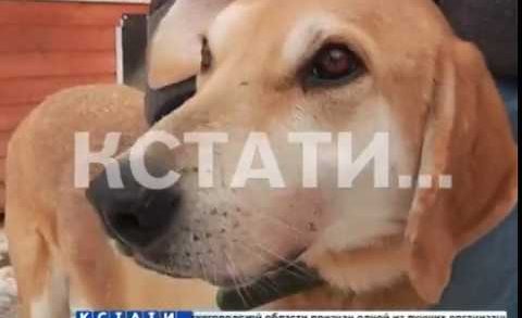 Нижний Новгород стал локомотивом в принятии закона об обращении с животными