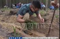 Почти миллион новых деревьев были высажены в Нижегородской области