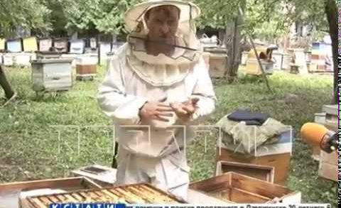 Массовая гибель пчел зафиксирована в Нижегородской области